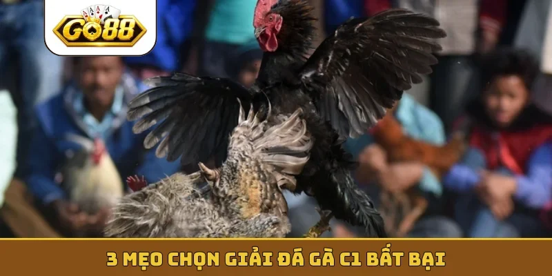 3 mẹo chọn giải đá gà C1 bất bại