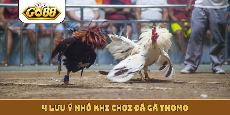 4 lưu ý nhỏ khi chơi đá gà Thomo