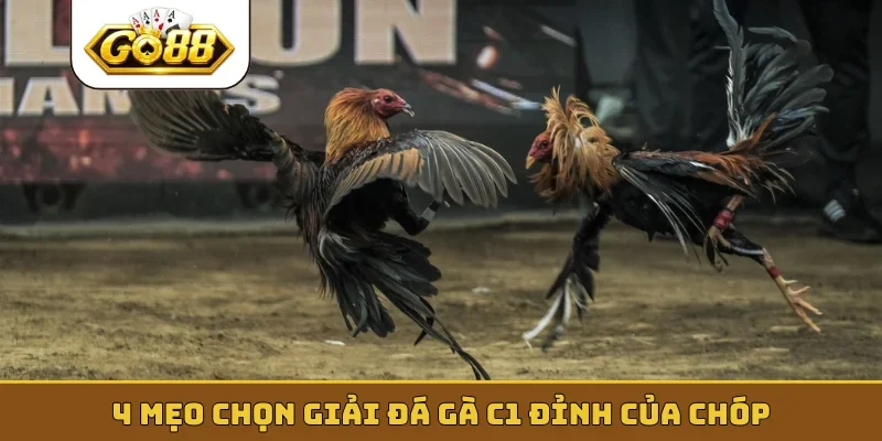 4 mẹo chọn giải đá gà C1 đỉnh của chóp