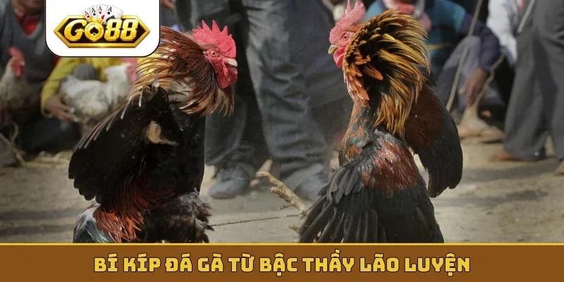 Bí kíp đá gà từ bậc thầy lão luyện