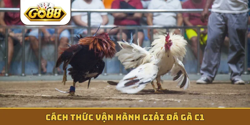 Cách thức vận hành giải đá gà C1