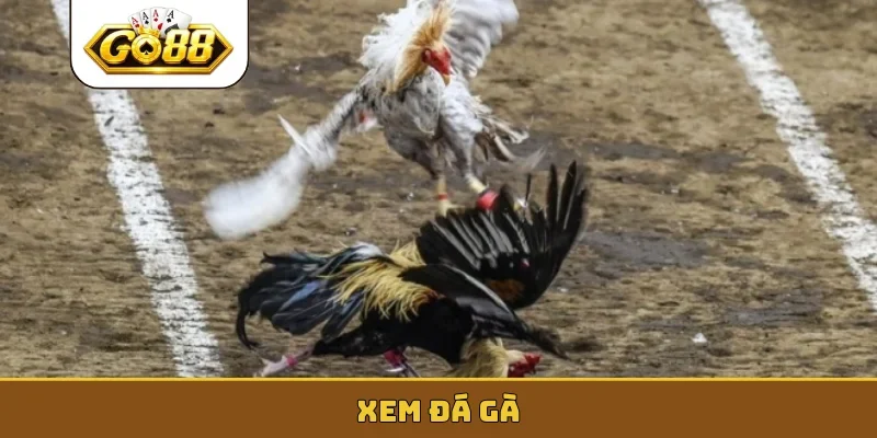 xem đá gà