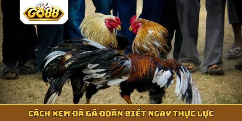 Cách xem đá gà đoán biết ngay thực lực