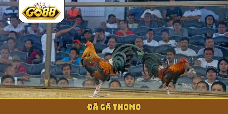 Đá Gà Thomo