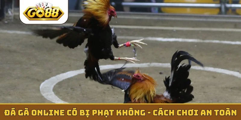 Đá gà online có bị phạt không - Cách chơi an toàn