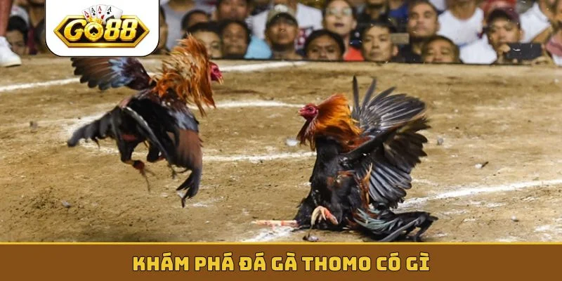 Khám phá đá gà Thomo có gì