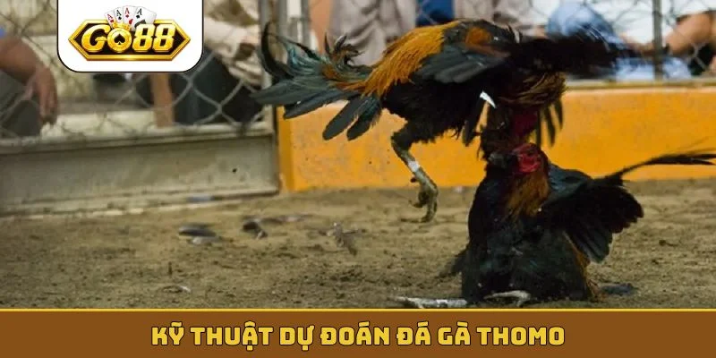 Kỹ thuật dự đoán đá gà Thomo