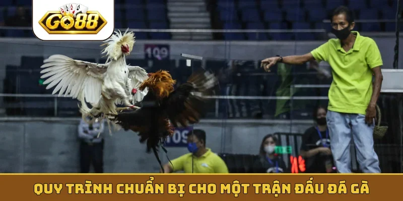 Quy trình chuẩn bị cho một trận đấu đá gà