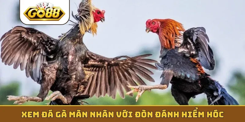 Xem đá gà mãn nhãn với đòn đánh hiểm hóc